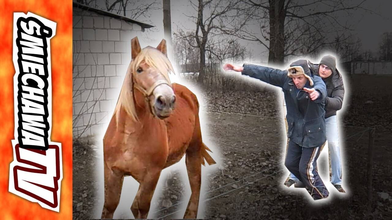 Koń „u Szwagra” – VideoDowcip